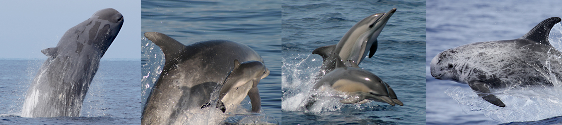foto cetaceans 02